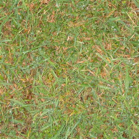 Texture Grass Grass