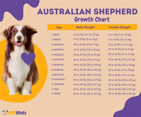 Australian Shepherd Growth Chart Standard And Mini Aussie The