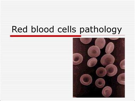 Red Blood Cells Pathology Subject 10 презентация онлайн