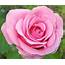 20 Pink Rare Rose Seeds Fresh Exotic Flower 