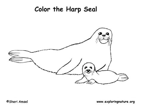 Elephant Seal Coloring Page at GetColorings.com | Free printable