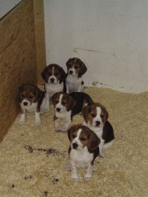 Alle beagle mix welpen sind geimpft, gechipt und mehrfach tierärztlich untersucht! Beagle-Welpen - Beagle