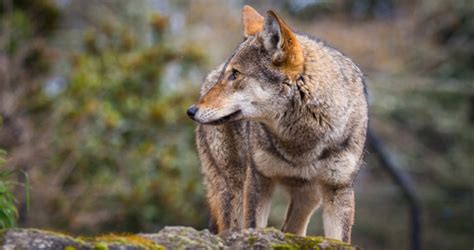 Conservation Groups Sue Usfws To Save Wild Red Wolves Animal Welfare