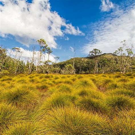 Button Grass Gymnoschoenus Sphaerocephalus Tasmania Australia By