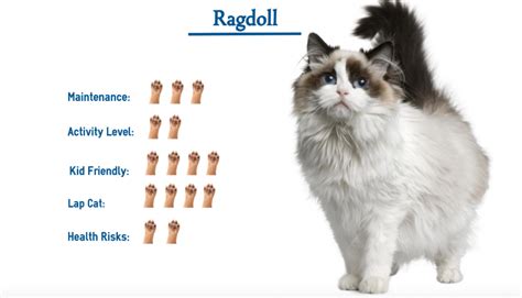Black Ragdoll Cat History Appearance Guide S
