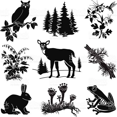 Vector Forest Wildlife Set In Black And White Vector Id538127771 1020×