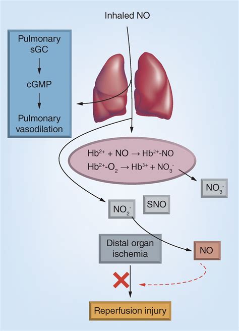 Inhaled Nitric Oxide Therapy For Extrapulmonary Inflammation Future