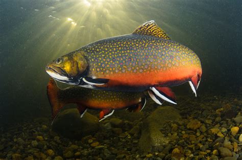Maine Fly Fishing Where To Go What To Expect Seasons And More