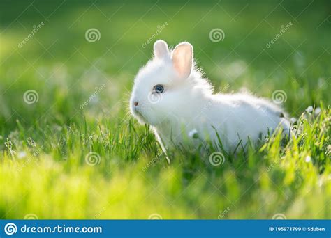 Portrait Of White Baby Rabbit With Blue Eyes Stock Image Image Of
