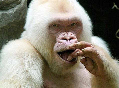 This Is Snowflake The Only Known Albino Gorilla He Passed Away In