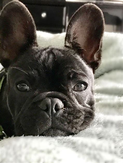 Close Up Cute French Bulldog Frenchbulldogsblue French Dogs Working