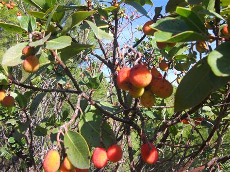 «είναι πολύ δύσκολα τα πράγματα, ο θεός να βάλει το χέρι του. ακρη ελασσονας: Maclura pomifera και κουμαριες