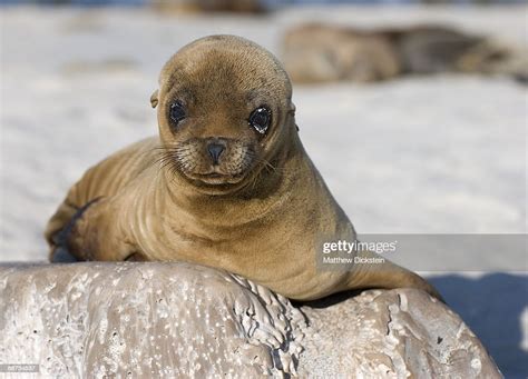 Cute Baby Sea Lion High Res Stock Photo Getty Images