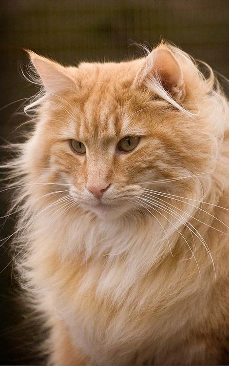 29 Norwegian Forest Cat Kitten Orange Furry Kittens