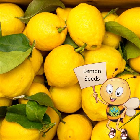 50 Seeds For Planting Binhi Pantanim Lemon Citrus Fruit Lazada Ph