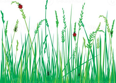 Grass With Ladybugs And Ants Png Illustration 8513666 Png
