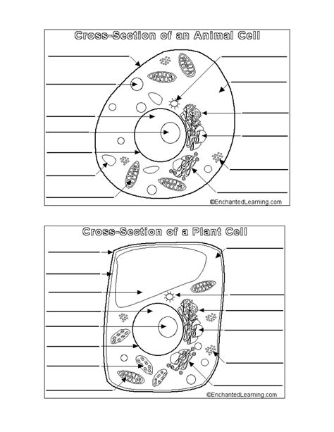 Plant Cell And Animal Cell Worksheets Answer Key