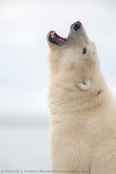 Polar Bear Arctic Coast Of Alaska Polar