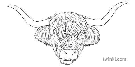 9 Step By Step Drawing Of A Highland Cow Diagram Robbie Burns Mccoo