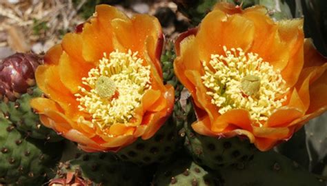 This will encourage bud development. Best 50+ Cactus Flowers Pictures And Names - flowers pictures