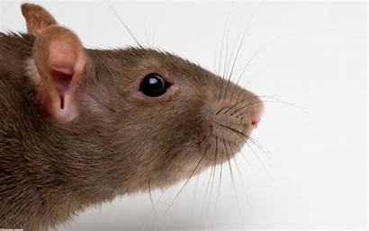 Rat Rats Head Brown Wallpapers Mouse Background