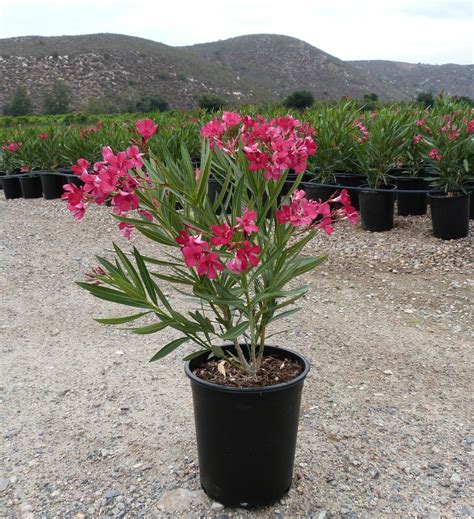 Nerium Oleander Dr Golfin 6 Pot Hello Hello Plants