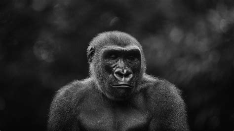 Gorilla Wallpapers 67 Background Pictures