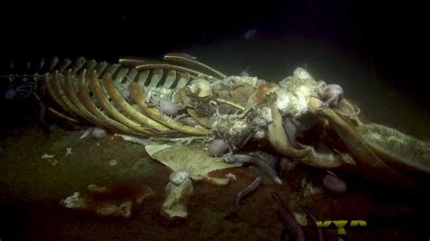 Spookiest Deep Sea Sights Of The 2019 Nautilus Expedition Nautilus