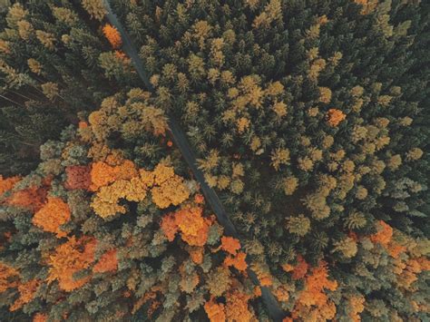 Forest Trees Top View Wallpaper Hd Nature 4k Wallpapers Images