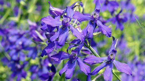 Larkspur How To Plant Grow And Care For The Dangerous Larkspur Flower