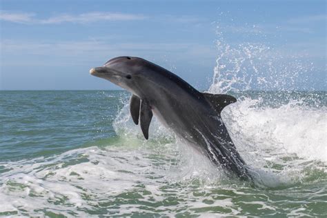 Are Dolphins Dangerous 17 Facts That Suggest They Are
