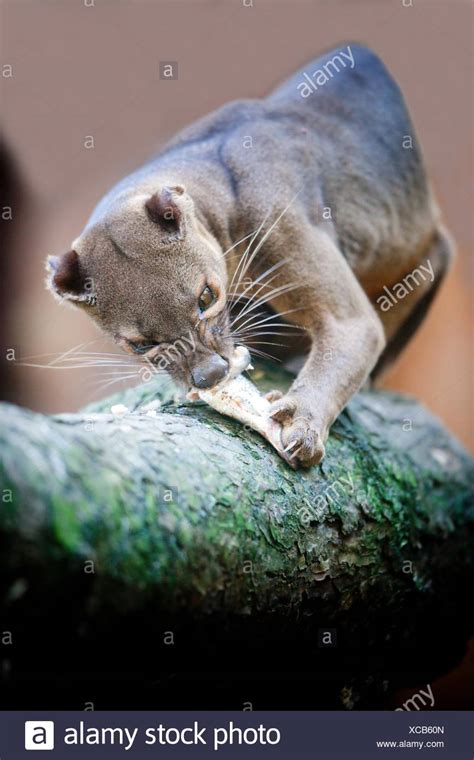 Fossa Eating High Resolution Stock Photography And Images Alamy