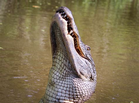 American Alligator In Louisiana Swamp Image Free Stock Photo Public