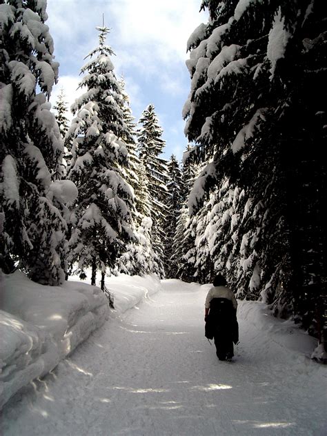 Gambar Pemandangan Pohon Orang Musim Dingin Hiking Berjalan