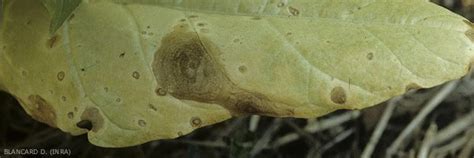 Tobacco Ragged Leaf Spot Phoma Leaf Blight Boeremia Exigua Var Exigua