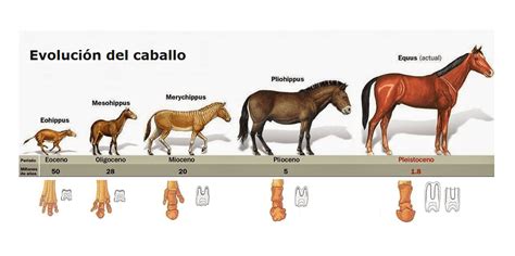 Equine Evolution Teeth And Digestion Missys Bucket