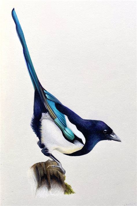 The Illustrated Bird Artofbirds Twitter