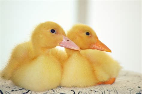 Ducklings E Free Stock Photo Public Domain Pictures