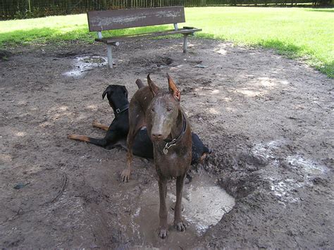 Dirty Dogs Have More Fun Dirty Dogs Get Really Dirty