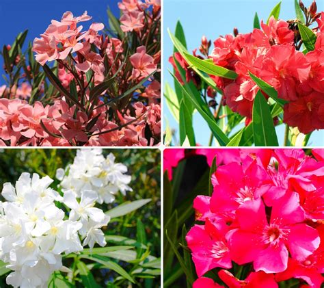 Oleander is regularly grown in gainesville, florida. KEYZERS® Rarität 4-Farben-Oleander mehrjährig 1 Pflanze ...