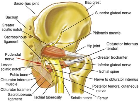 The greater sciatic notch is a semicircular space between the piis and the ischial spine that the greater trochanter is the large, palpable projection of bone that extends laterally from near the the intertrochanteric crest is a ridge of bone that connects the posterior aspects of the greater and lesser. Deep Gluteal Space | Musculoskeletal Key