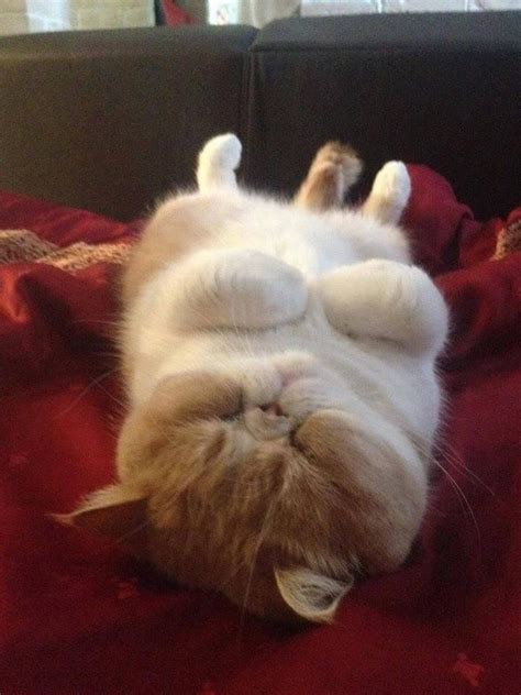17 Best Images About Cats Sleeping And Lying Down On
