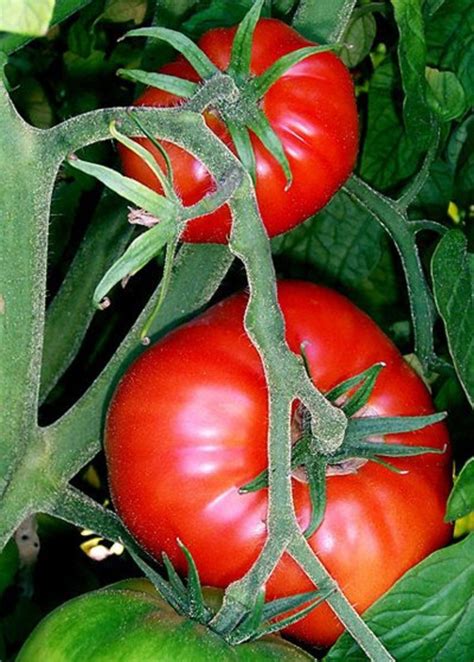 How To Grow Big Tomato Plants Dengarden