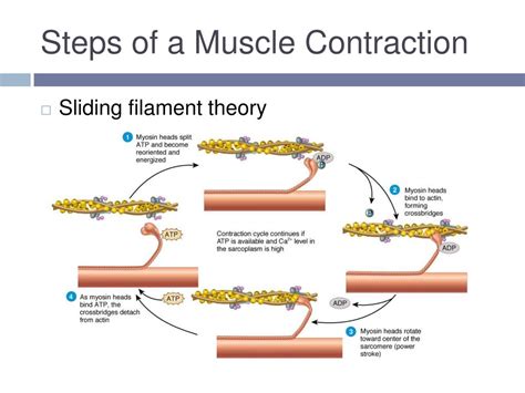 Steps Of Muscle Contraction Anatomy