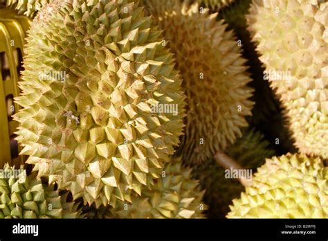 Durian Fruit Known For Its Pungent Smell And Very Popular In Asia