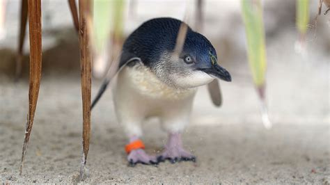 The smaller size of them and their side to side movements make them adorable and people can't seem to get enough of them. Little penguin killer sentenced to 49 hours community ...