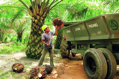 The company also cultivates palm oil, processes ffb, markets cpo, po, and ffb, as well as provides management services. Tempusfugitiv: Klk Plantation Share Price