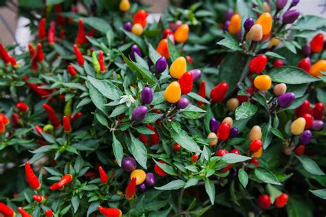 Are Ornamental Peppers Edible