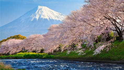 Cherry Blossoms In Front Of Mount Fuji Fuji 4k Hd Wallpaper Sakura