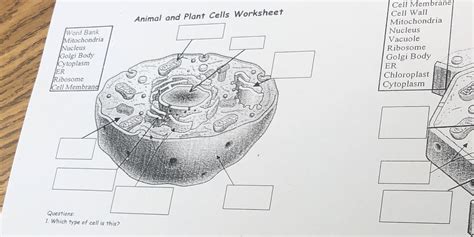 Top 198 Animal And Plant Cell Diagram Worksheet